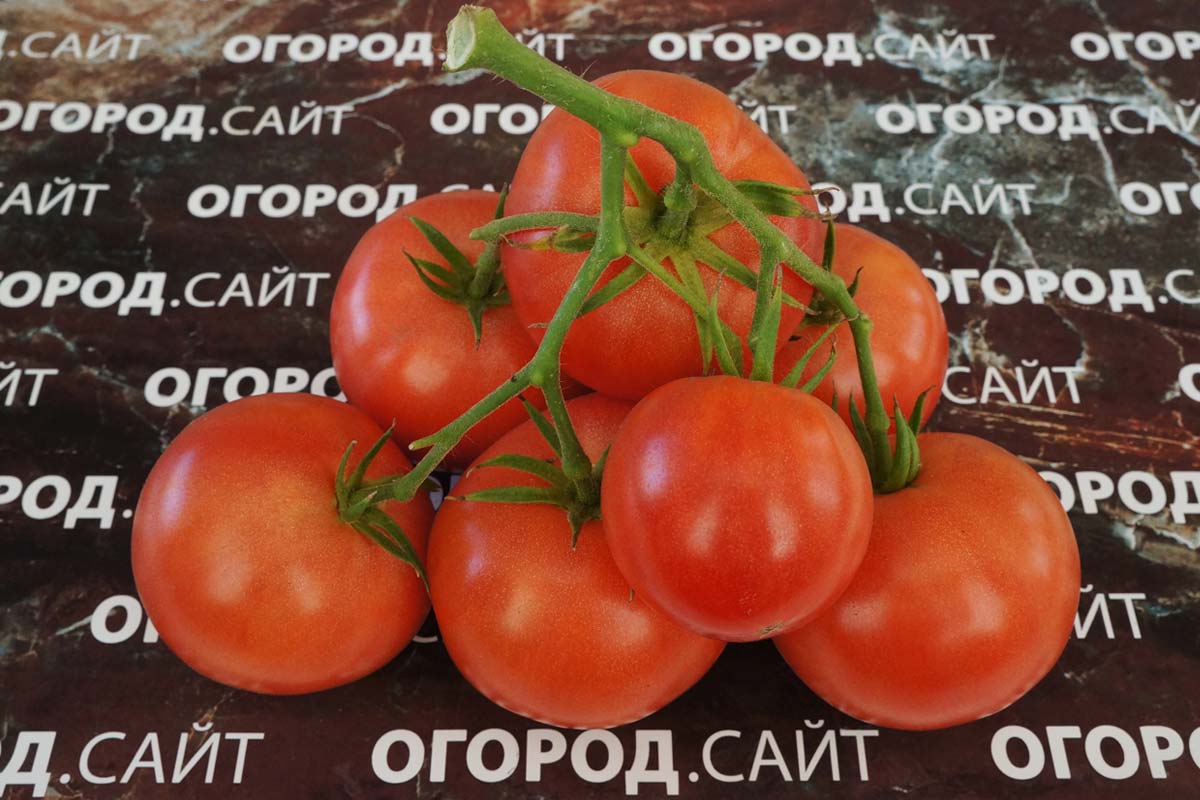 Семена коллекционных томатов 2020-2021